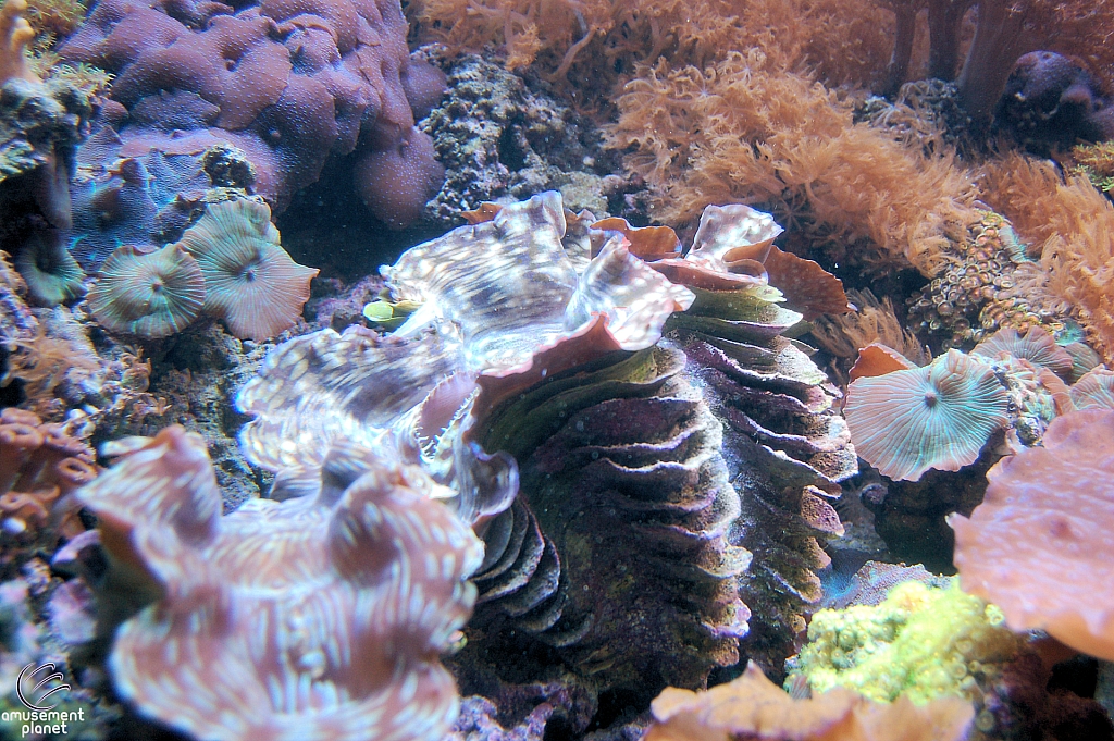 Sharks and the Coral Reef