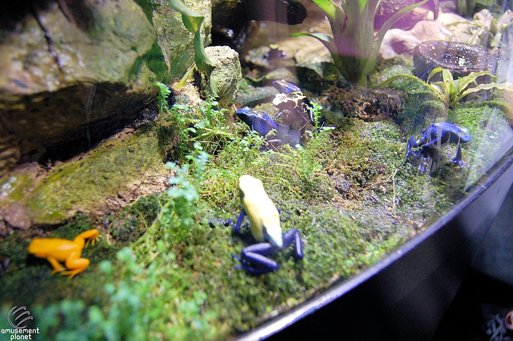 Sharks and the Coral Reef