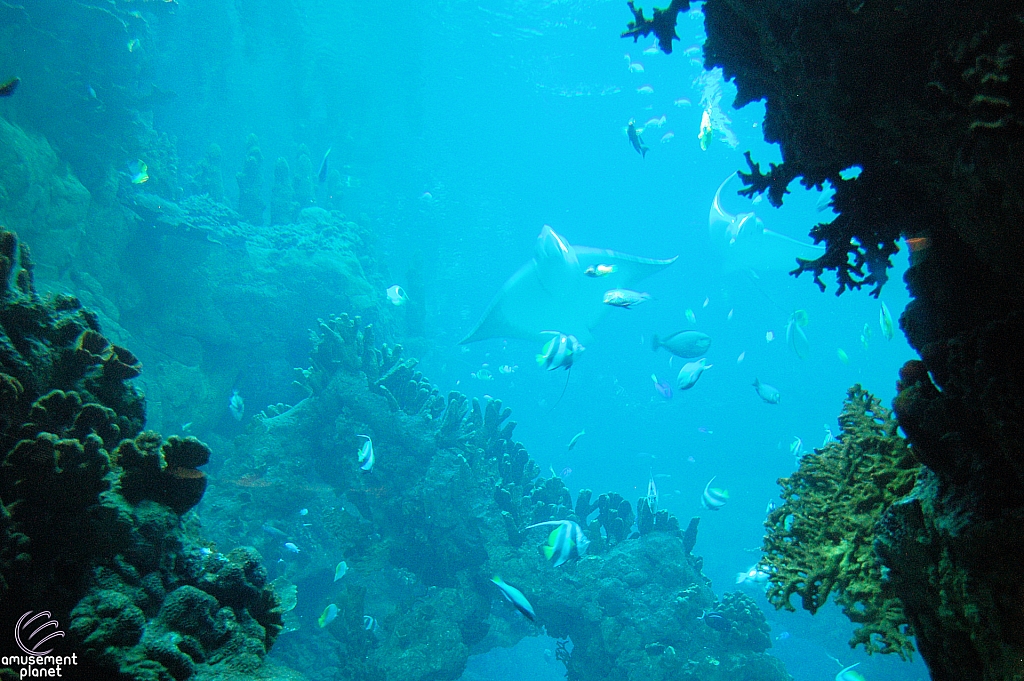 Sharks and the Coral Reef