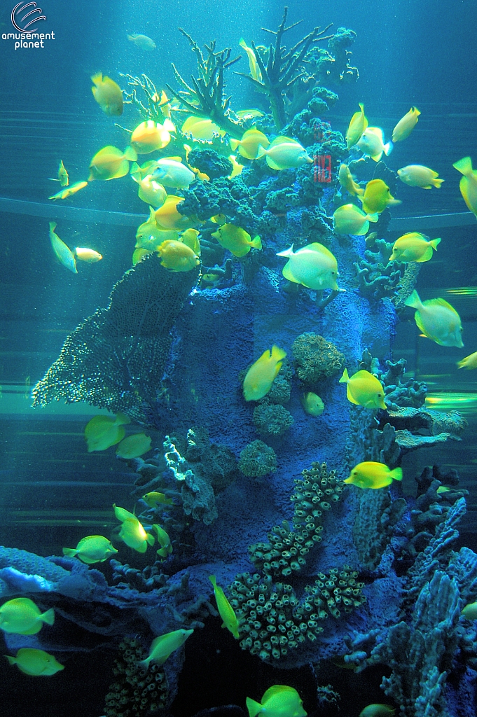 Sharks and the Coral Reef
