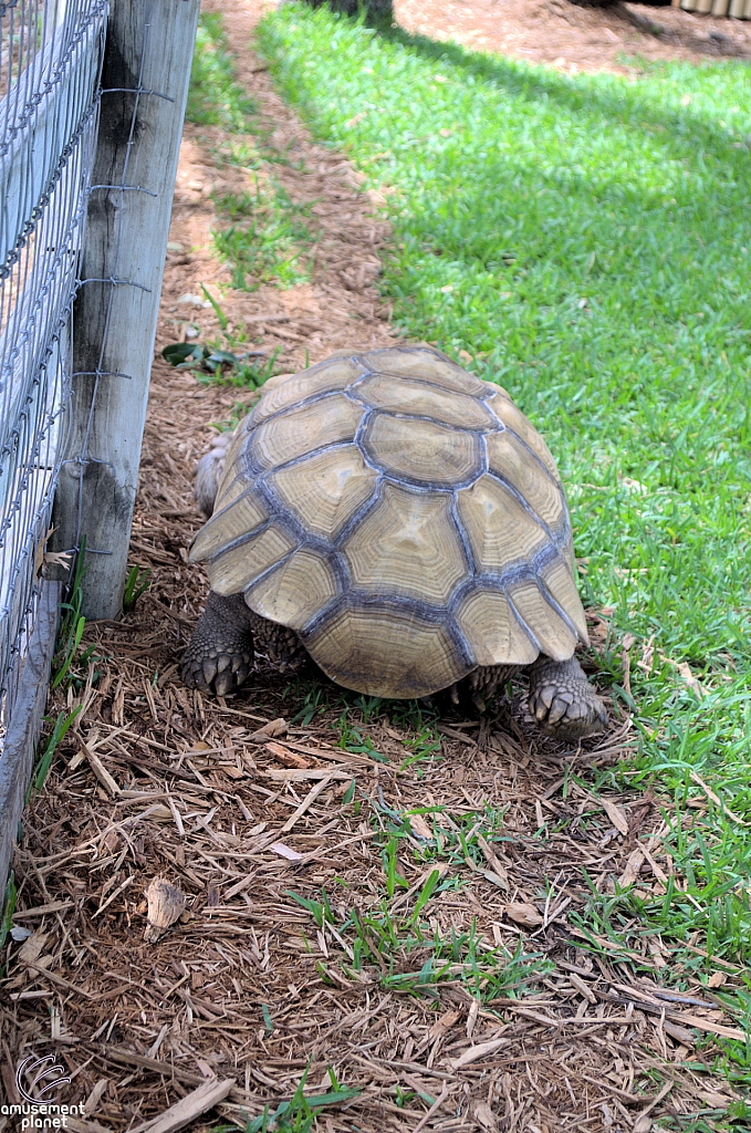 Tortise
