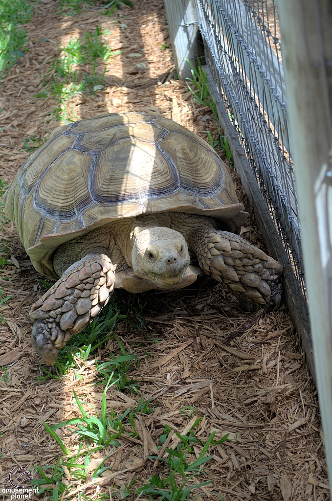 Tortise