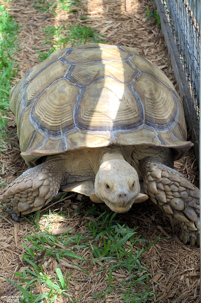 Tortise
