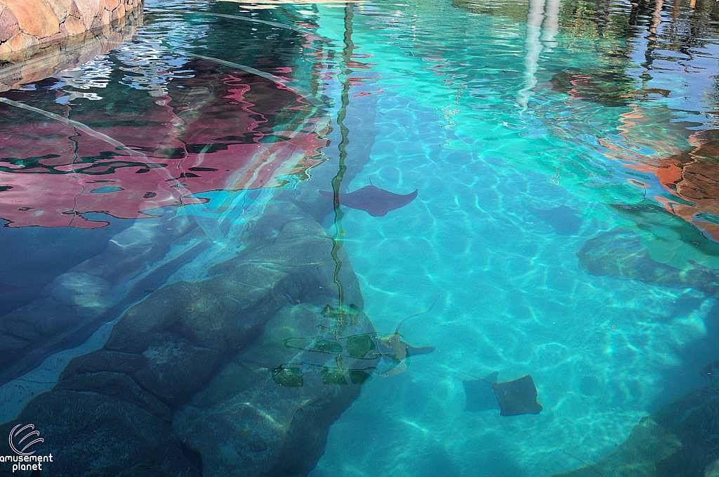 Stingray Rapids