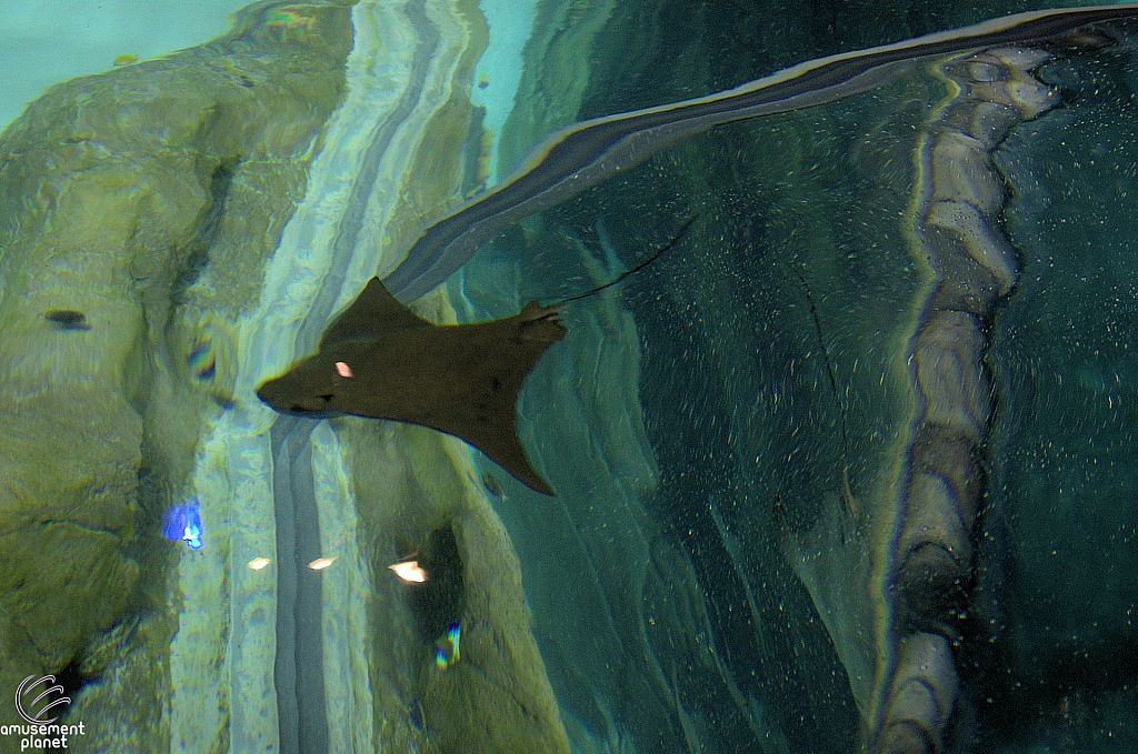 Stingray Rapids