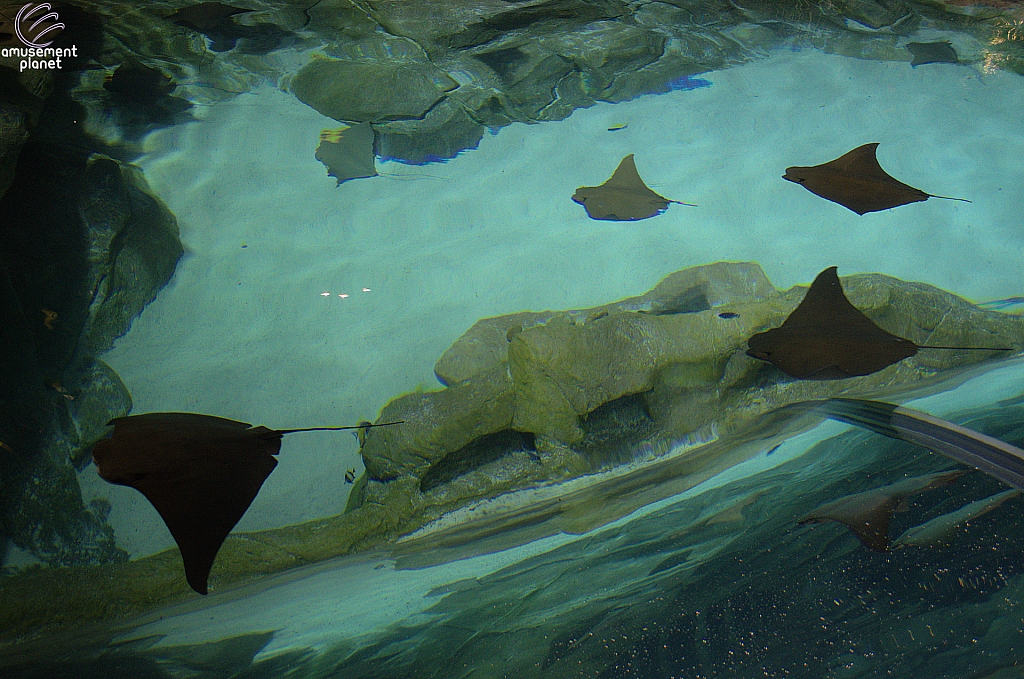 Stingray Rapids