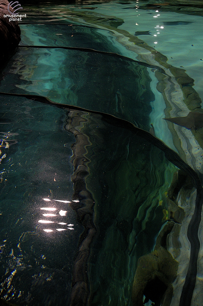 Stingray Rapids