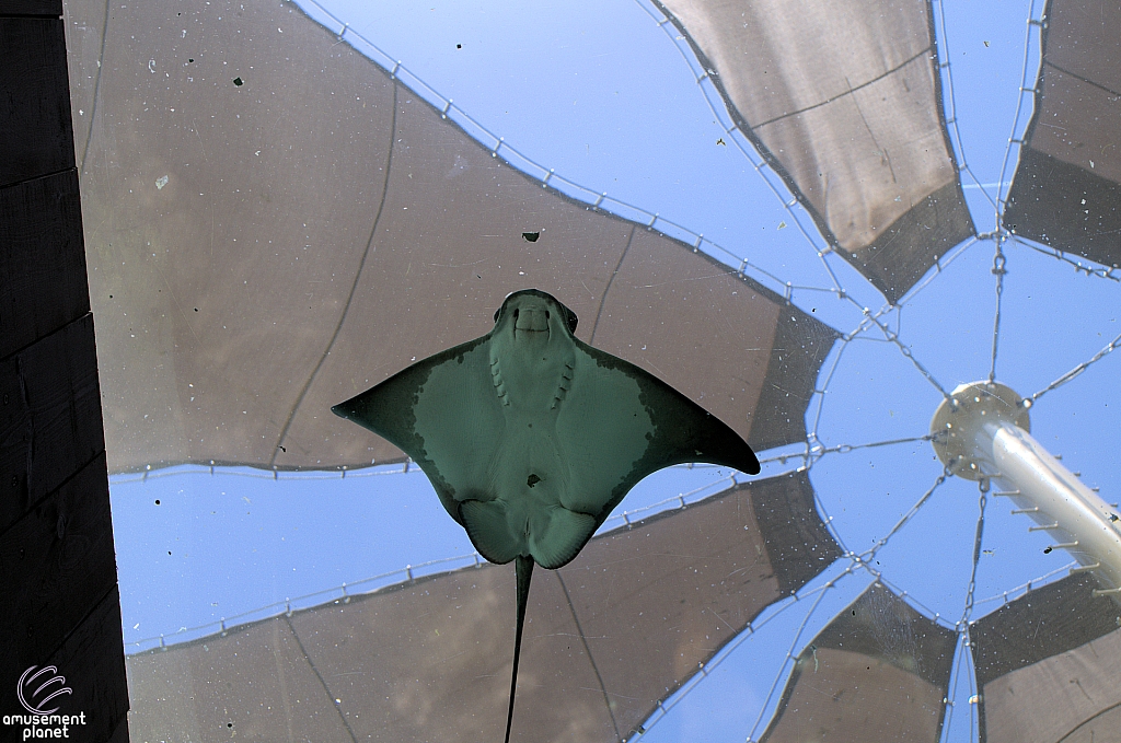 Bat Rays