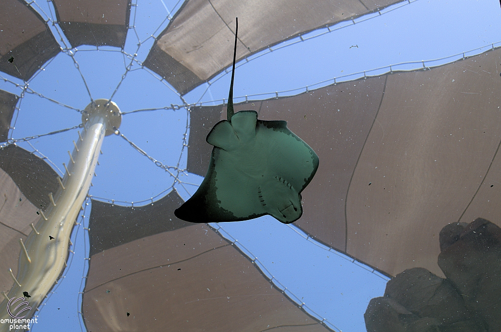 Bat Rays