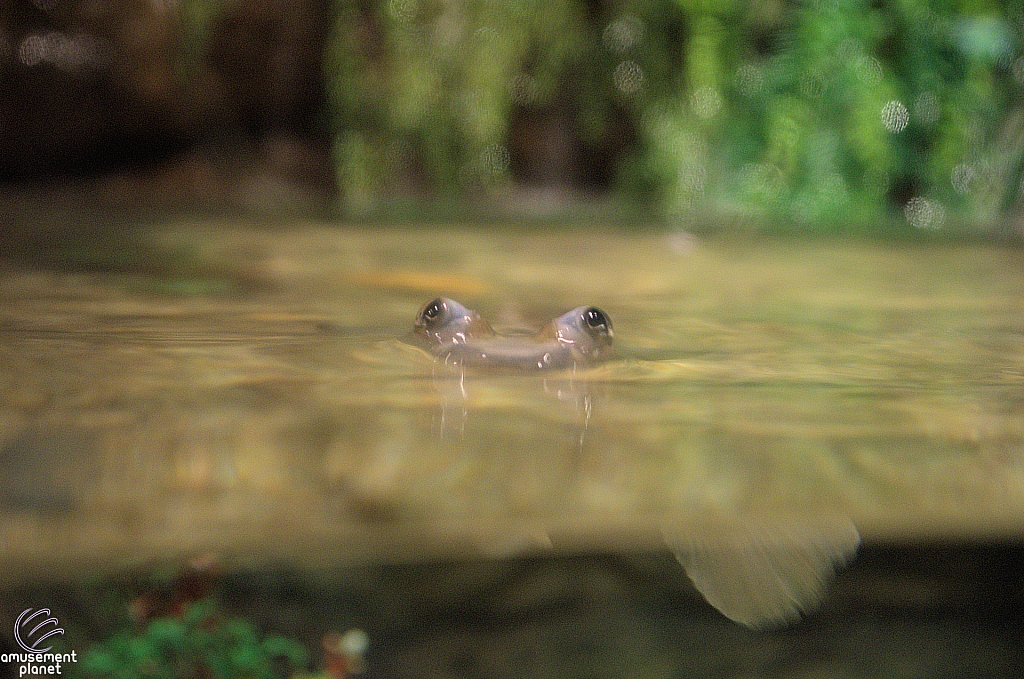 Freshwater Aquarium
