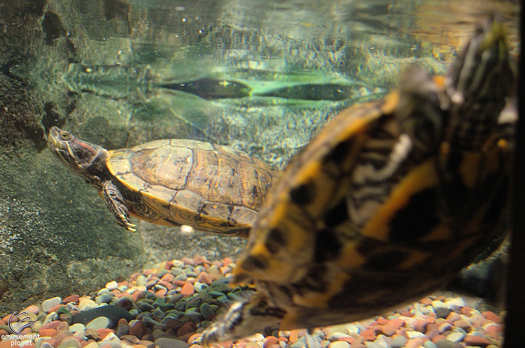 Freshwater Aquarium