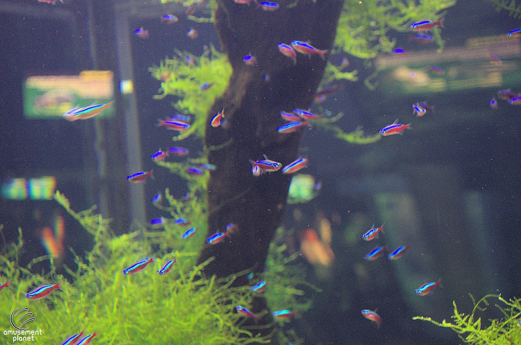 Freshwater Aquarium