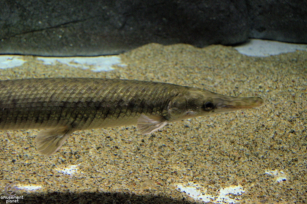 Freshwater Aquarium