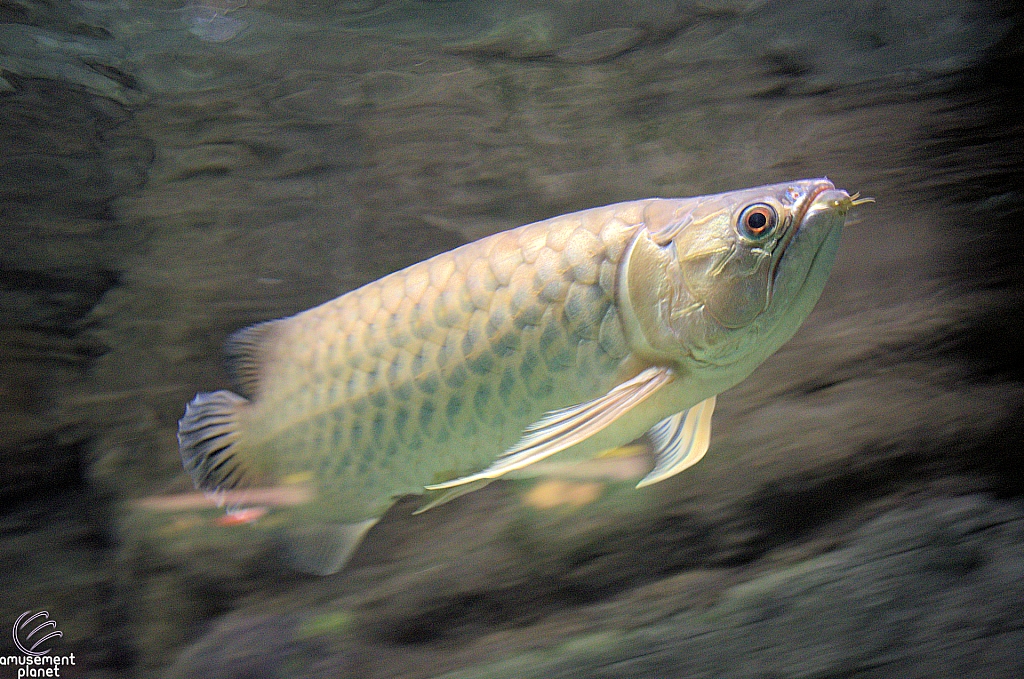 Freshwater Aquarium