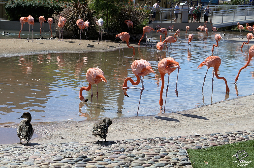 Flamingoes