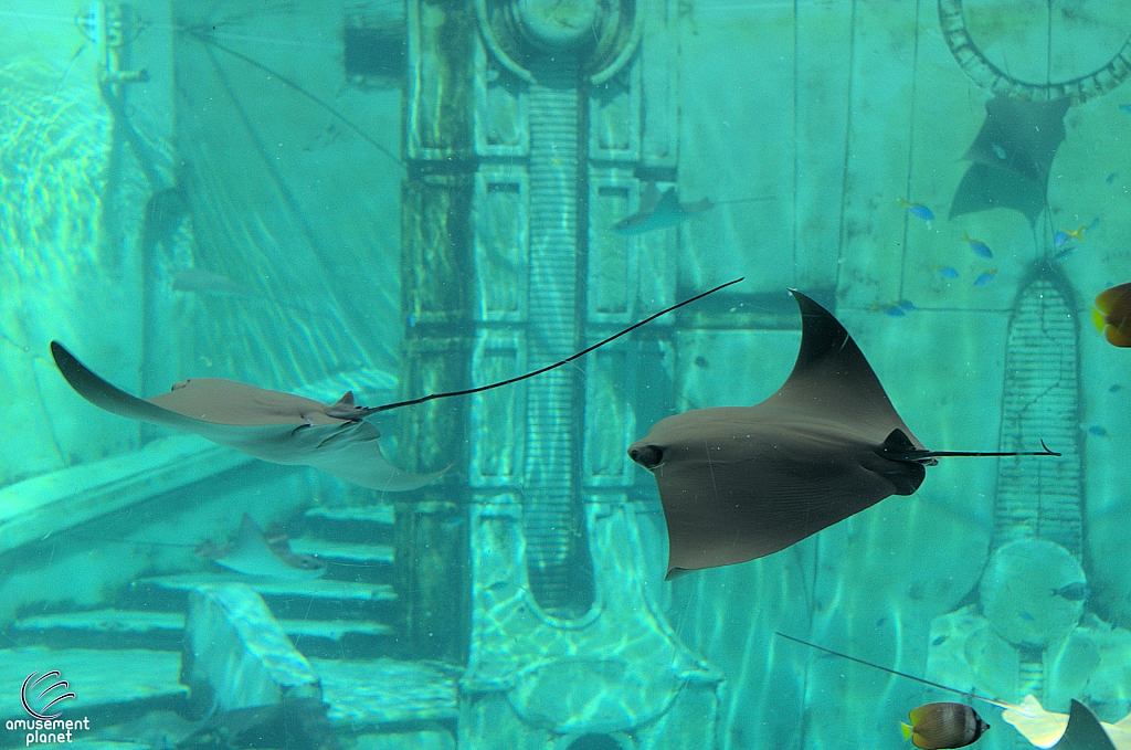 Joruney to Atlantis Aquarium