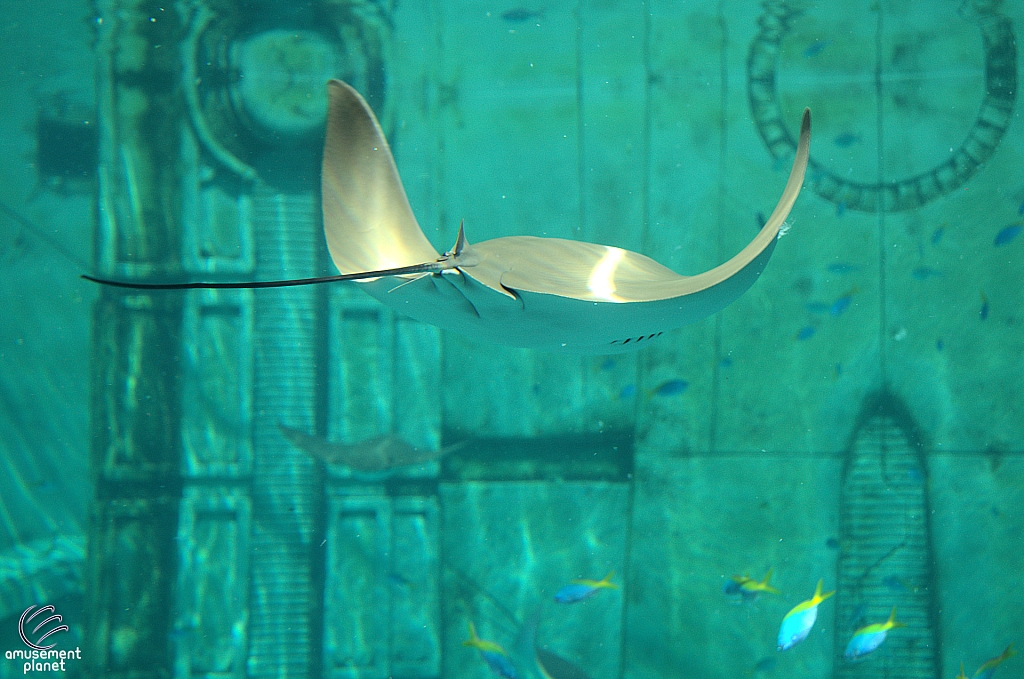 Joruney to Atlantis Aquarium