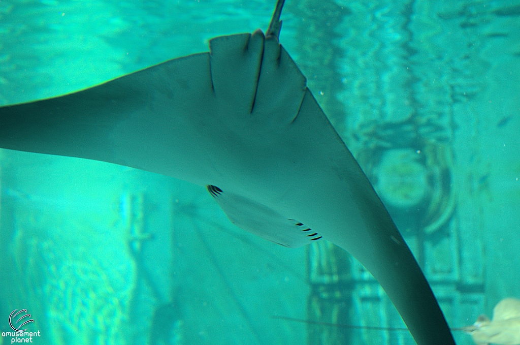Joruney to Atlantis Aquarium