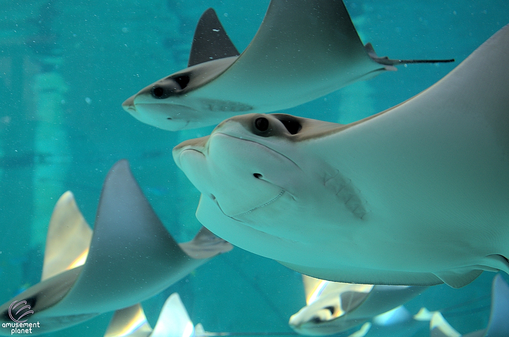 Joruney to Atlantis Aquarium