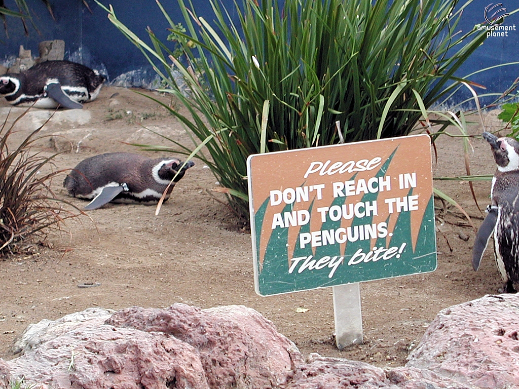 Penguin Encounter