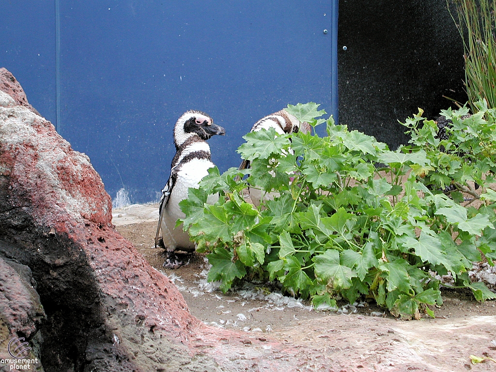 Penguin Encounter