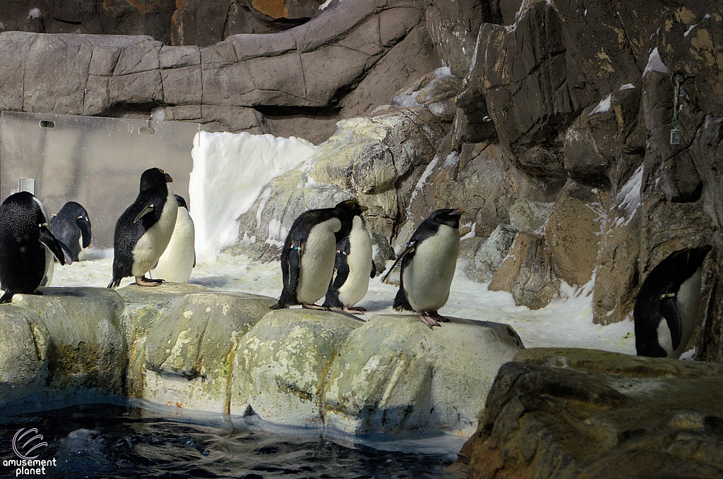 Penguin Encounter