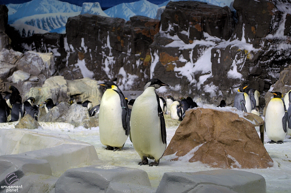 Penguin Encounter