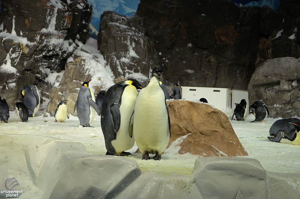 Penguin Encounter