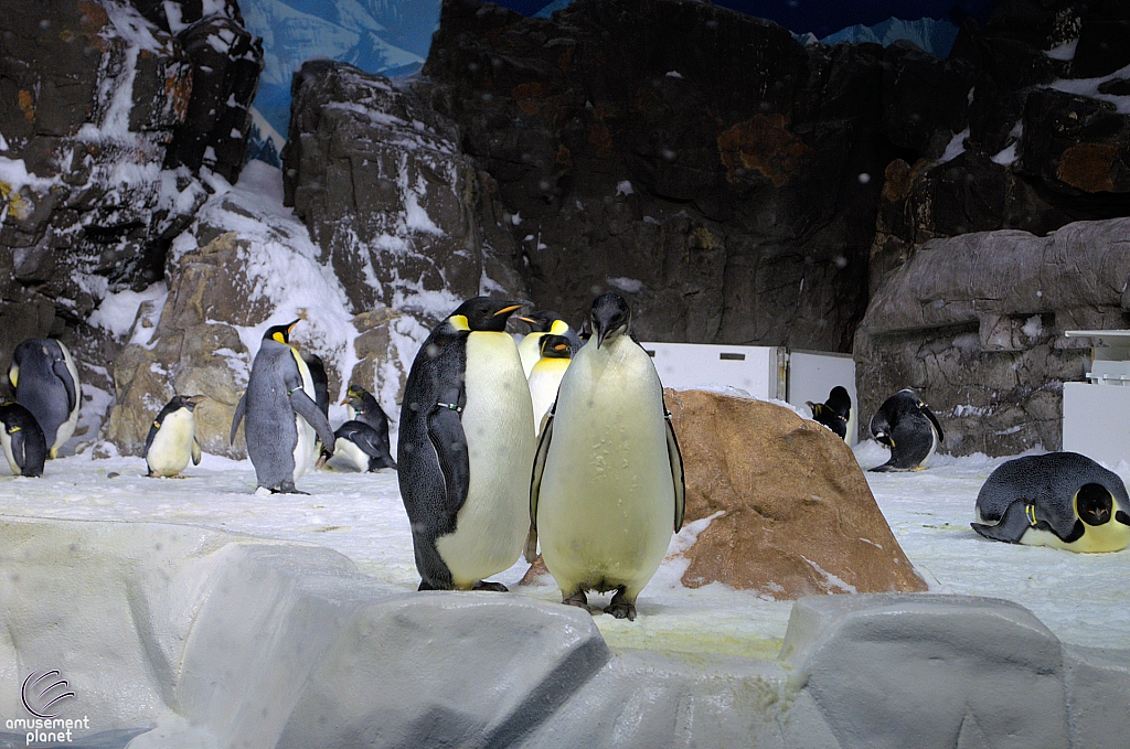 Penguin Encounter