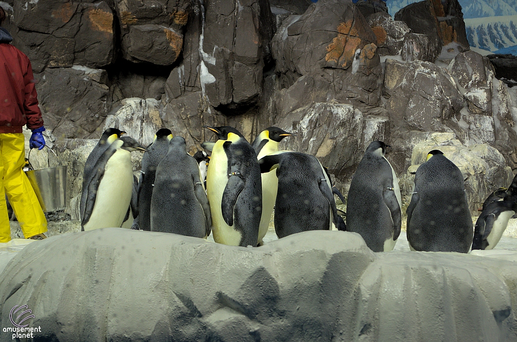 Penguin Encounter