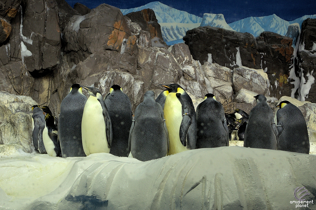 Penguin Encounter