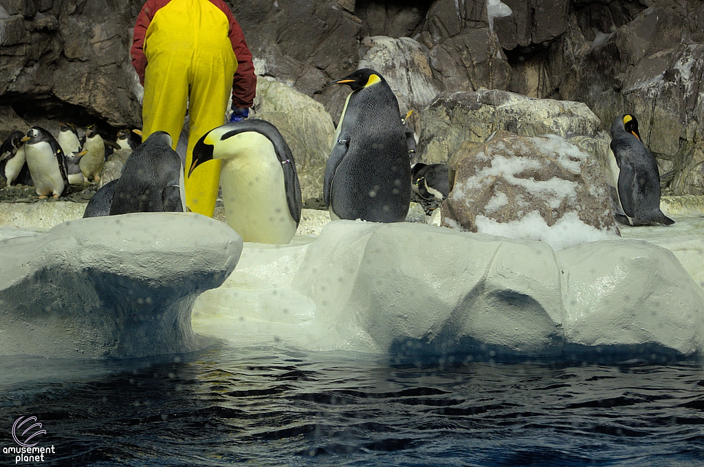 Penguin Encounter
