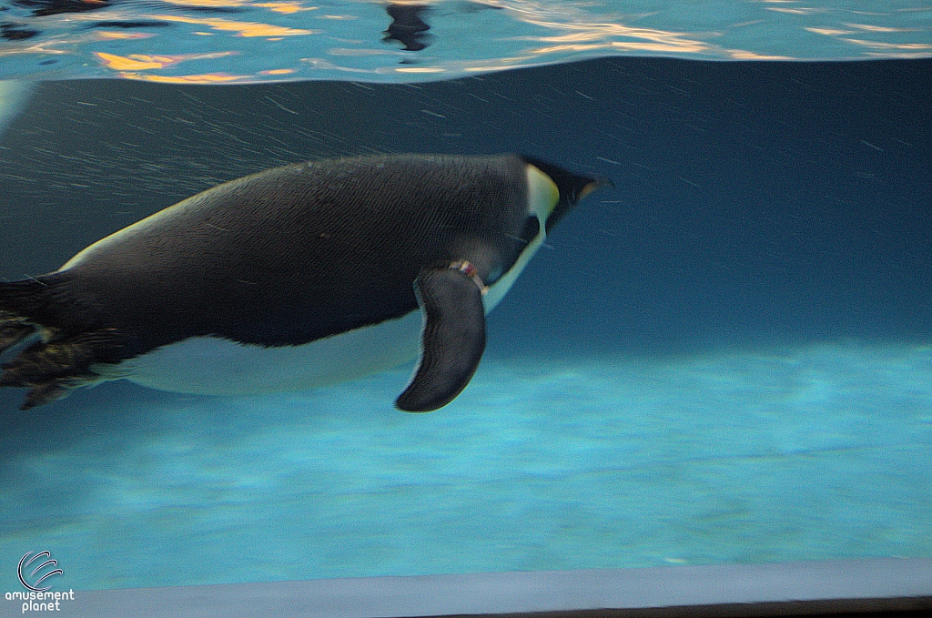 Penguin Encounter