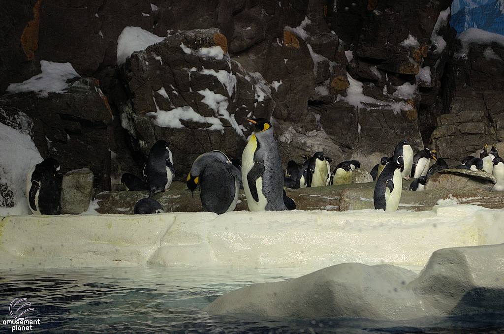 Penguin Encounter