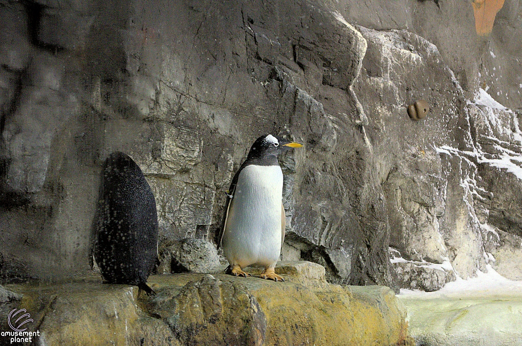 Penguin Encounter