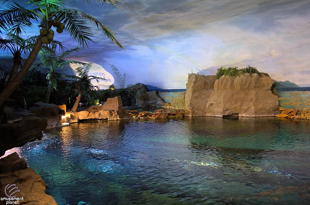 Shark Encounter