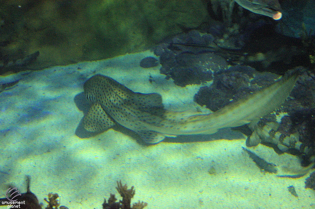 Shark Encounter