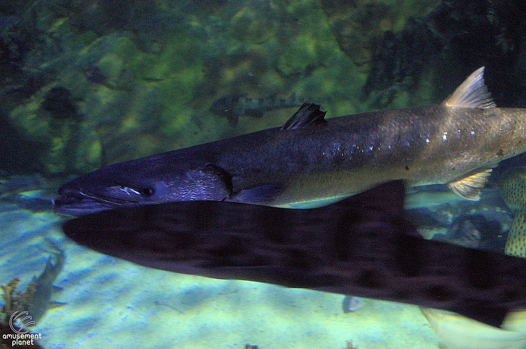 Shark Encounter