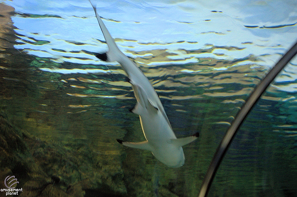 Shark Encounter