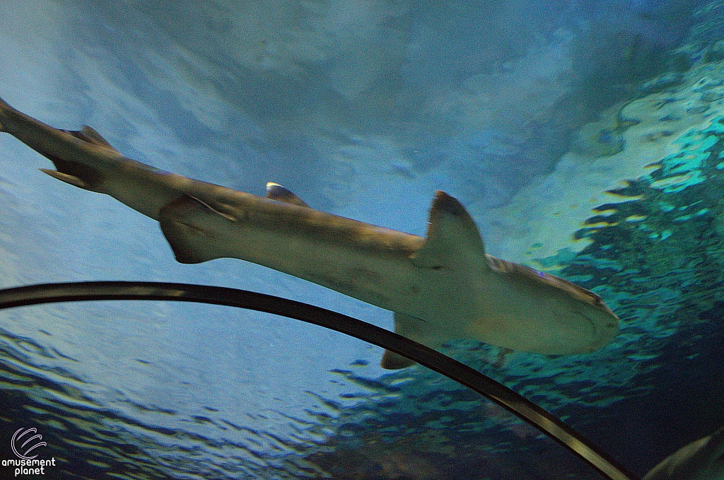 Shark Encounter