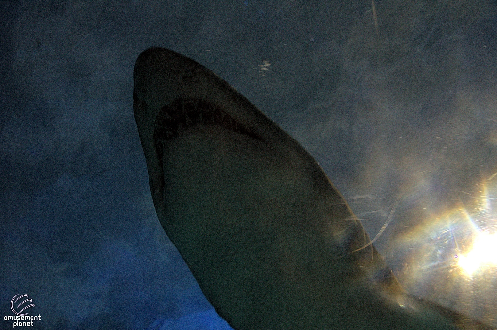 Shark Encounter
