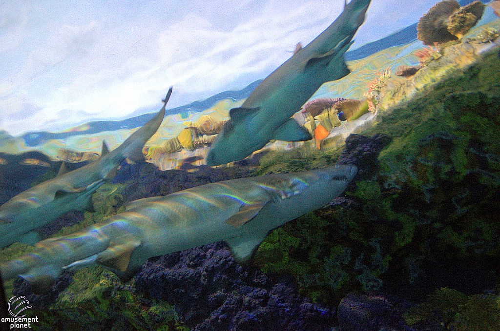 Shark Encounter