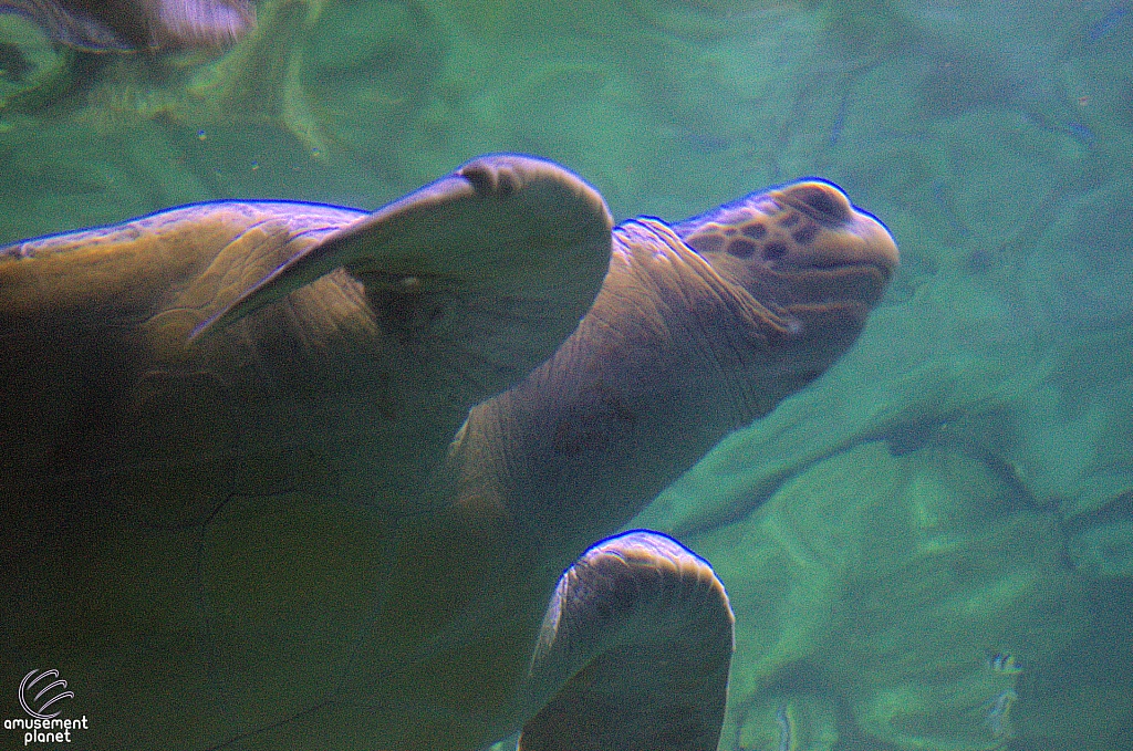 Turtle Reef