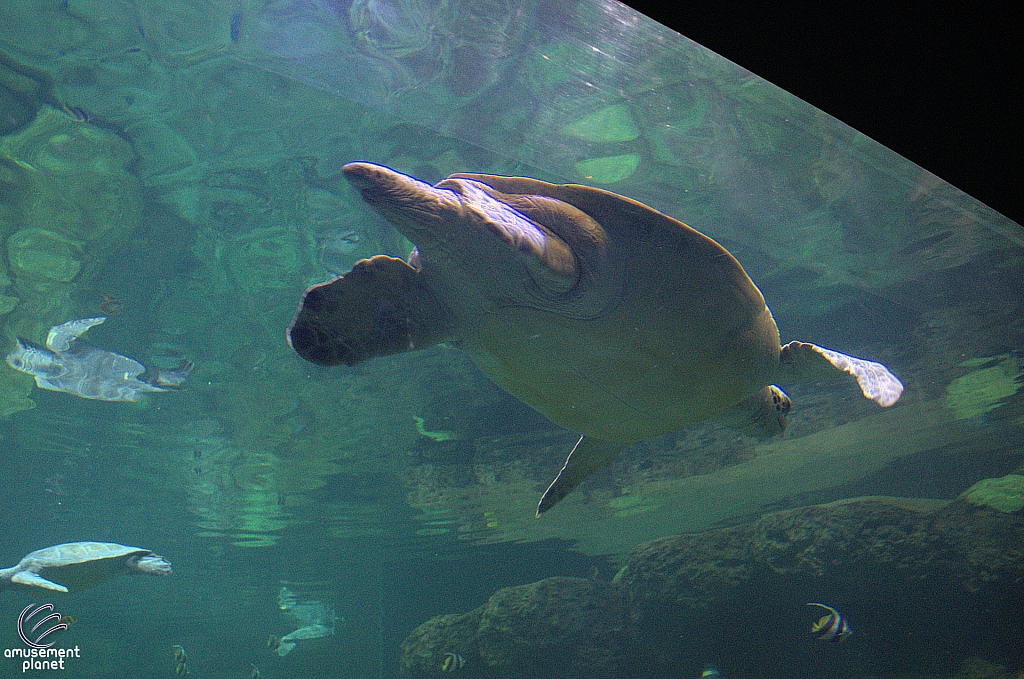 Turtle Reef