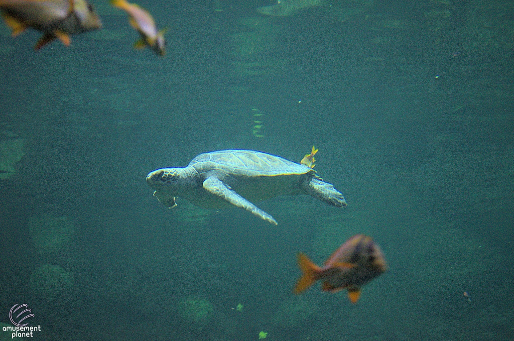Turtle Reef
