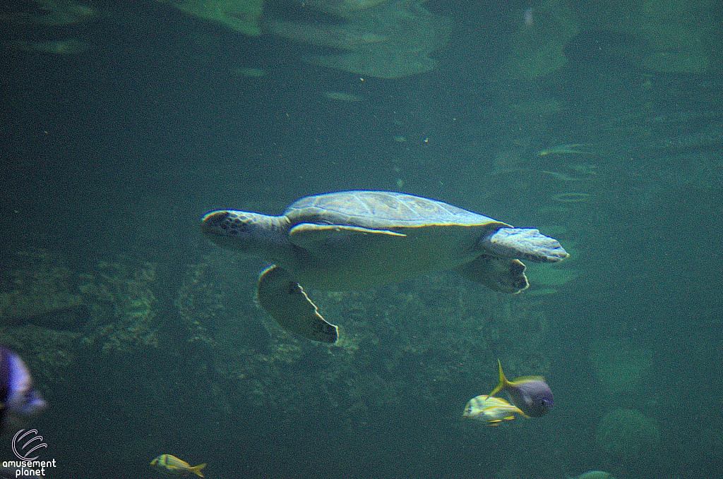 Turtle Reef