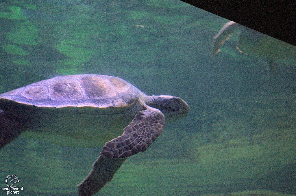 Turtle Reef