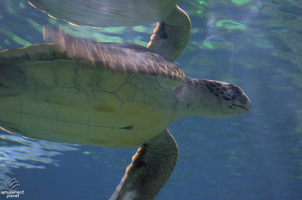 Turtle Reef