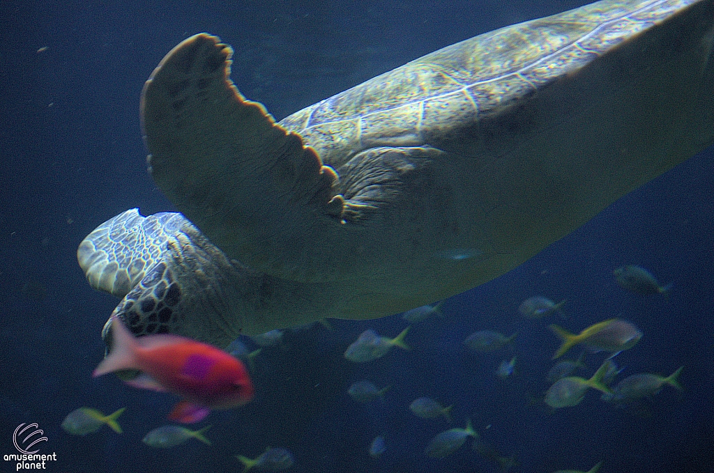 Turtle Reef