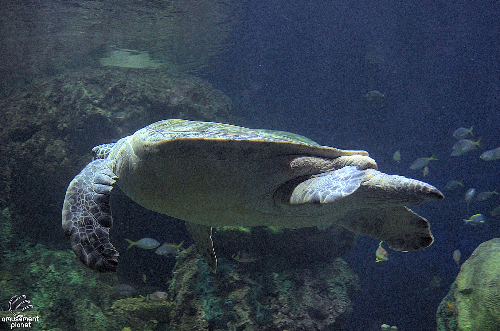Turtle Reef